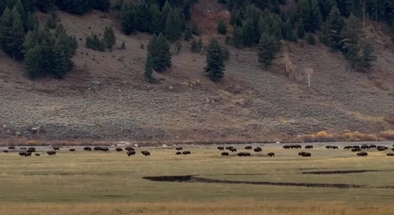 Bison Stampede