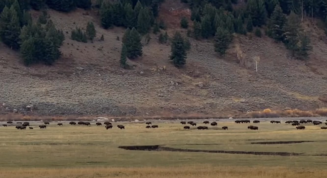 Never-Ending Herd Of Bison Sprint Across Yellowstone National Park