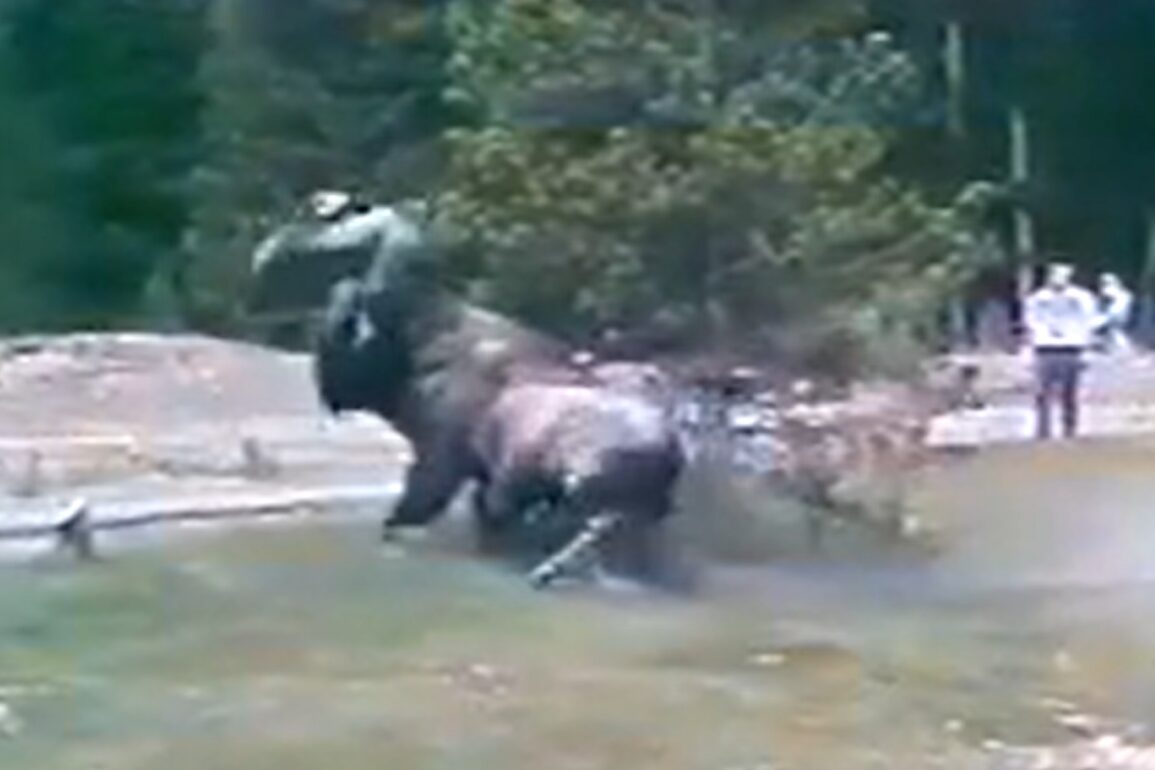 Trio Of Bison Get Into Intense All Out Brawl In Yellowstone National trio-of-bison-get-into-intense-all-out-brawl-in-yellowstone-national