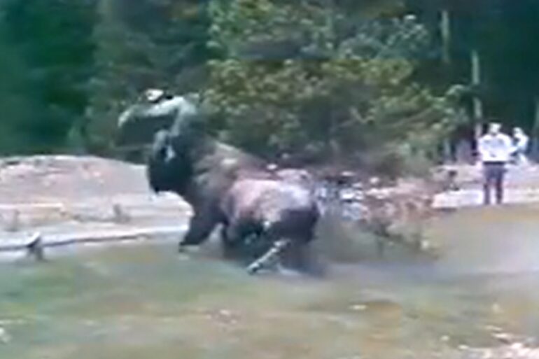 Bison charge yellowstone