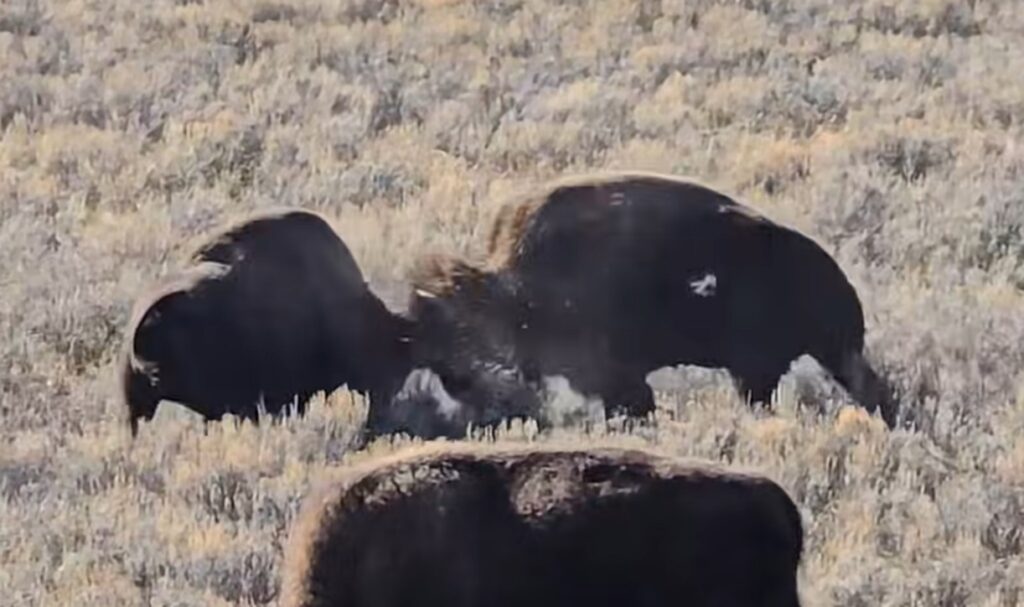Trio Of Bison Get Into Intense All Out Brawl In Yellowstone National trio-of-bison-get-into-intense-all-out-brawl-in-yellowstone-national