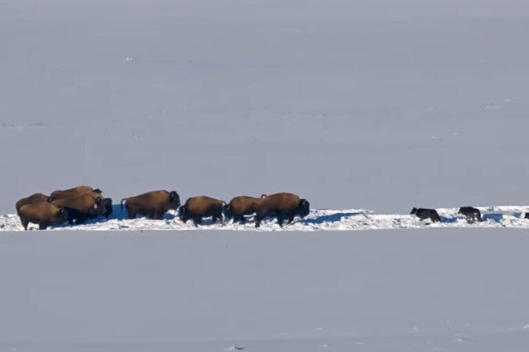Bison vs wolves Yellowstone