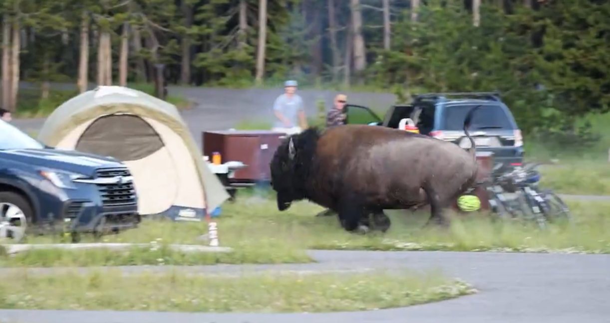 Video Emerges Of Yellowstone Bison Rampaging Through Campground Before Viral Attack On Grandfather