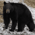 black bear nature