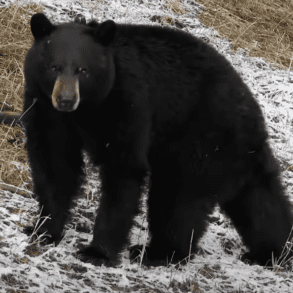 black bear nature