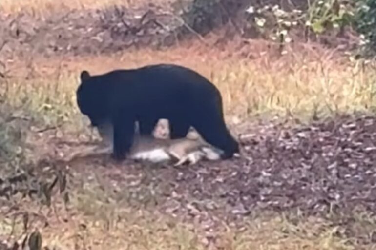 Black bear steals deer