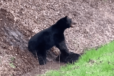 A black bear in the dirt