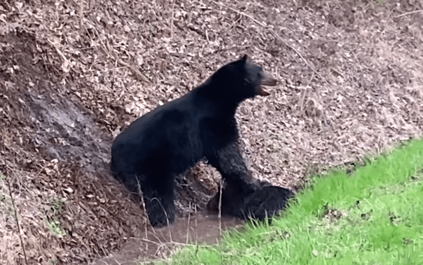 A black bear in the dirt