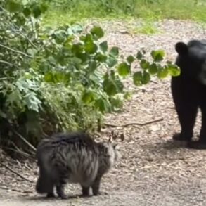 Black bear cat