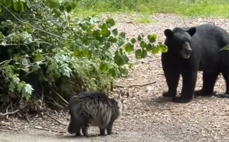 Black bear cat