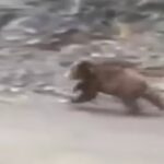 Grizzly bear in dead sprint