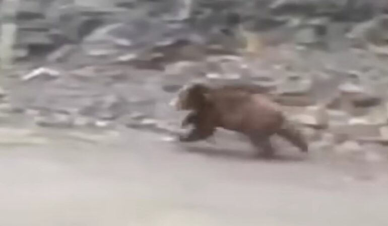 Grizzly bear in dead sprint
