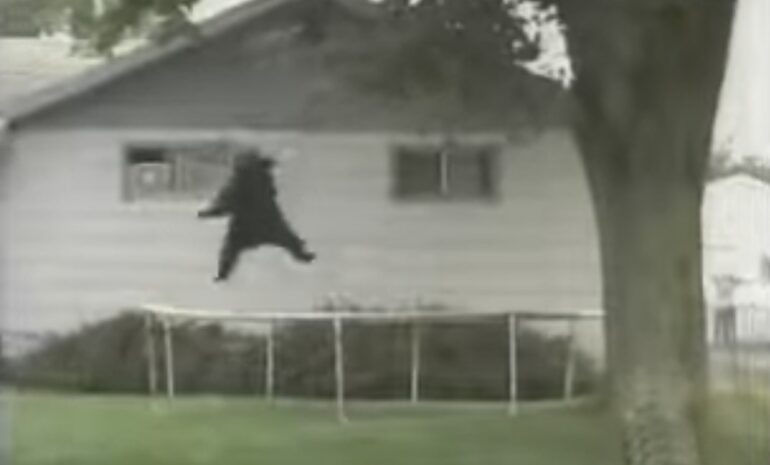 Black bear Montana trampoline