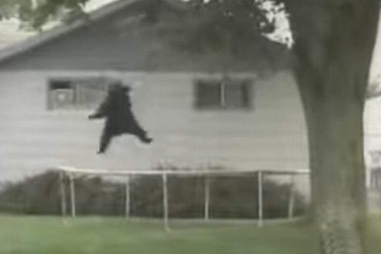 Black bear Montana trampoline