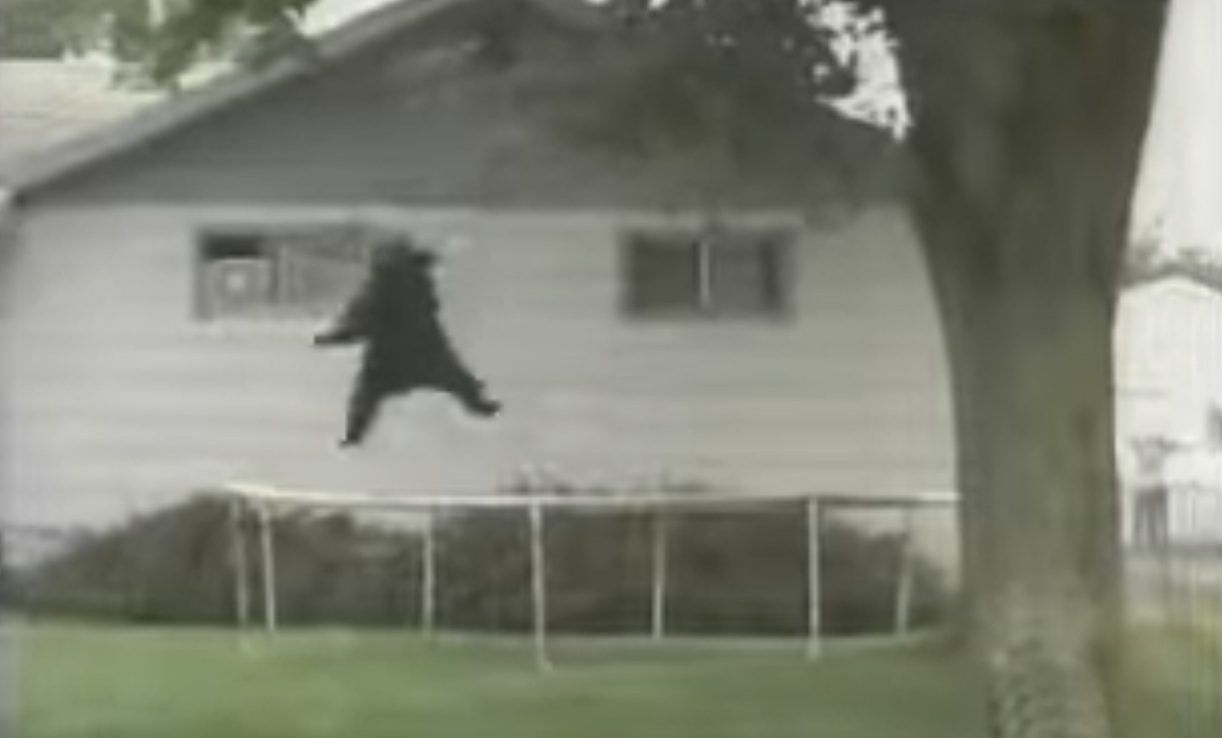 Tranquilized Montana Black Bear Gets Absolutely Launched by a Backyard Trampoline