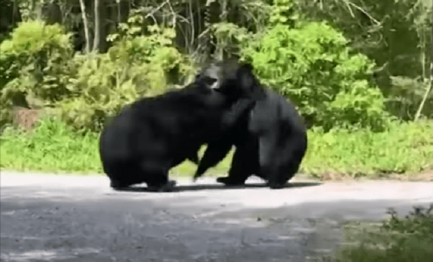 A couple of bears sit near each other
