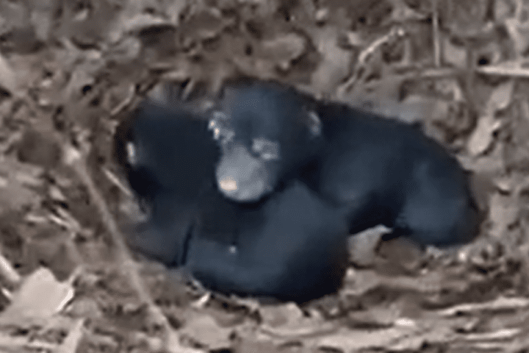 Black bear Cubs