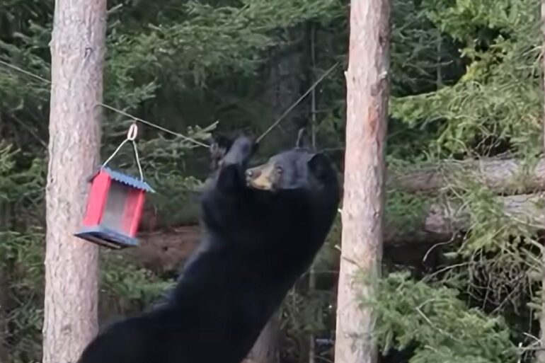 Black Bear bird