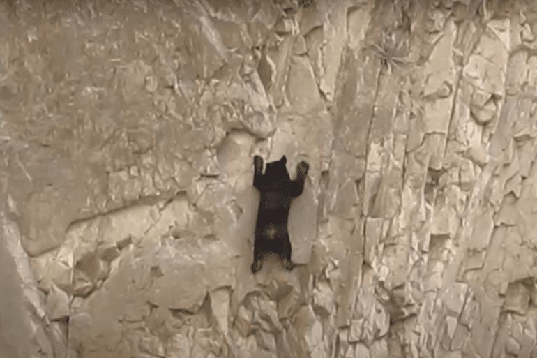 Black bear climbs rock wall