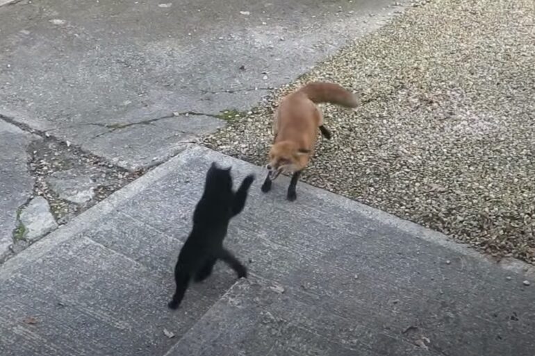 Black cat