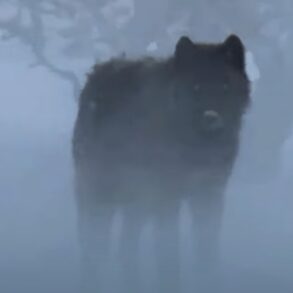 Black wolf Yellowstone national park