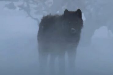 Black wolf Yellowstone national park