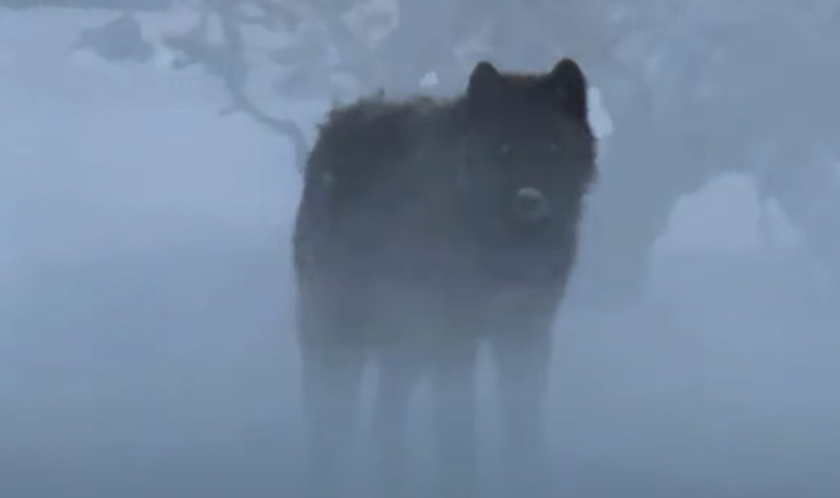 Watch Hair-Raising Footage Of Jet Black Wolf Creep Through The Mist In Yellowstone