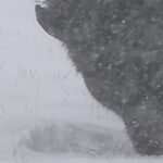 Bison int he snow