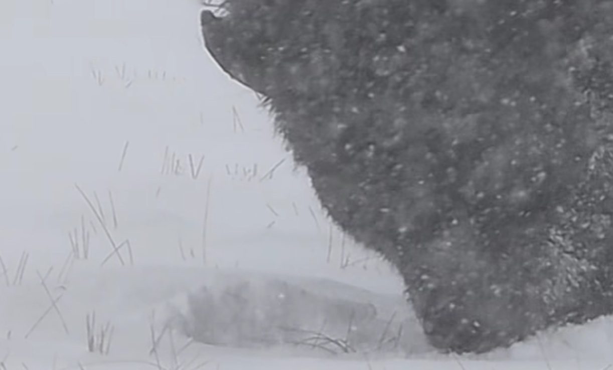 Yellowstone Bison Shows Exactly How They’re Built To Survive Deep Winter Snow