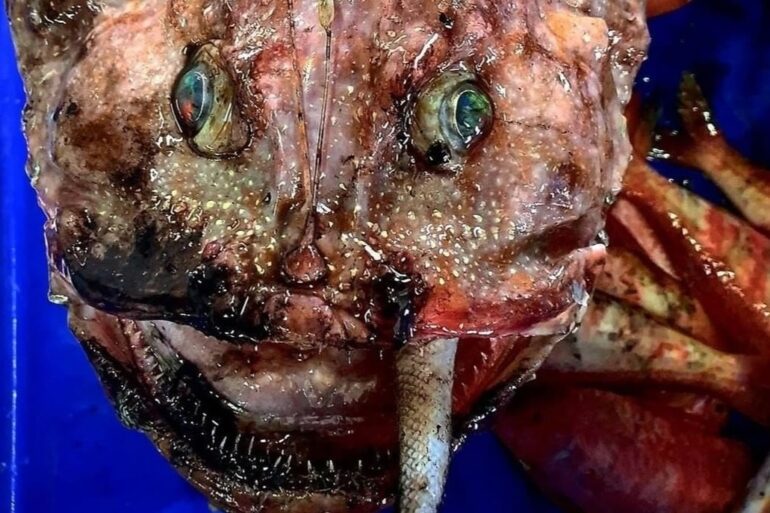 anglerfish