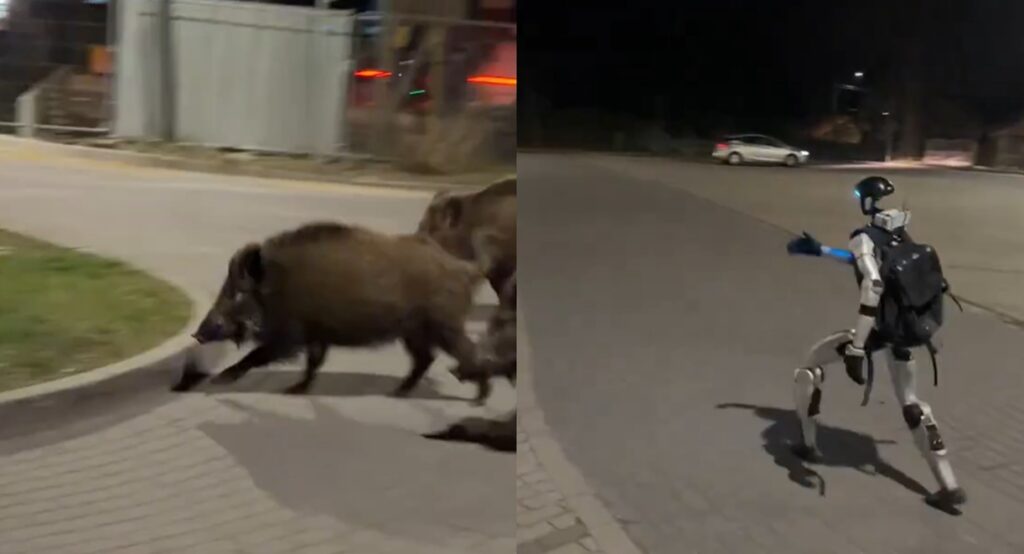 WATCH: Viral Video Shows Wild Boars Being Chased Out Of Town By… A ...