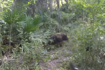 Wild boar florida