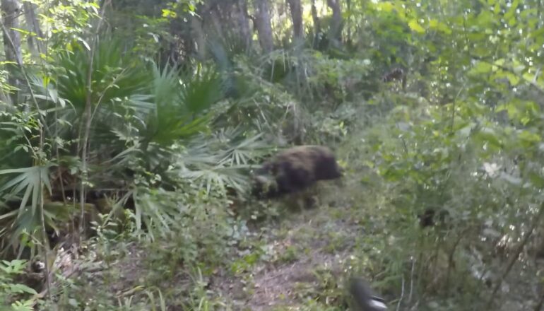 Wild boar florida