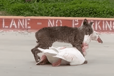 bobcat snags goose