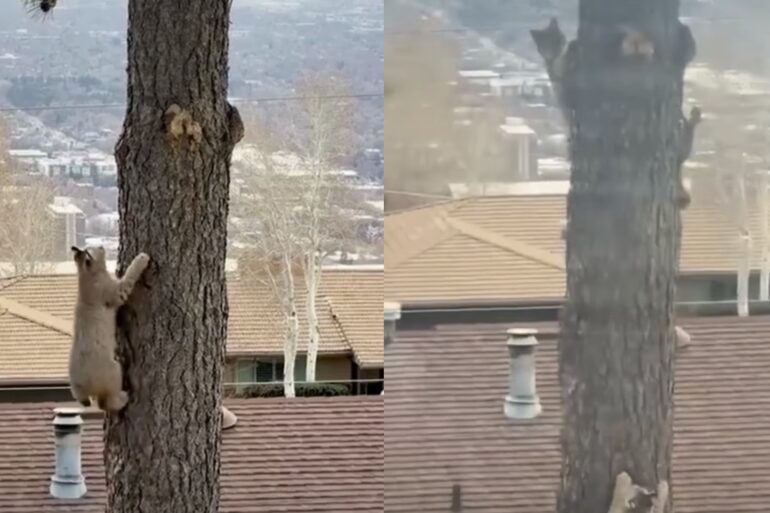 Bobcats