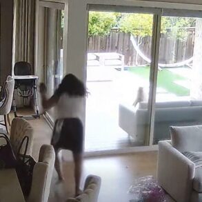 Bobcat attack