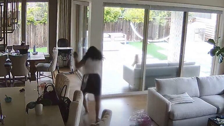 Bobcat attack