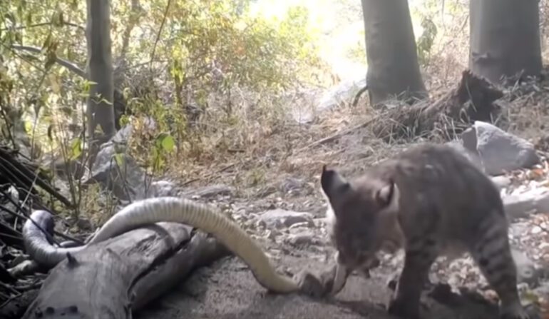 bobcat vs rattlesnake