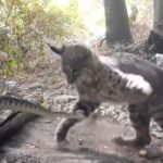Bobcat vs rattlesnake