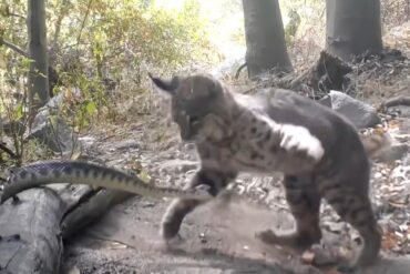 Bobcat vs rattlesnake