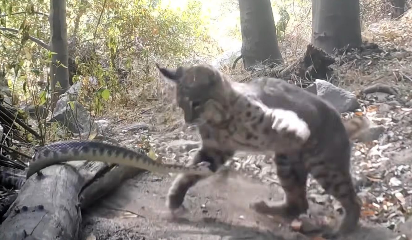 Lightning-Fast Bobcat Goes Head-To-Head With An Angry Rattlesnake In Wild Trail Cam Fight