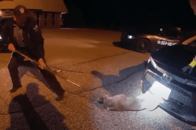 Bobcat police