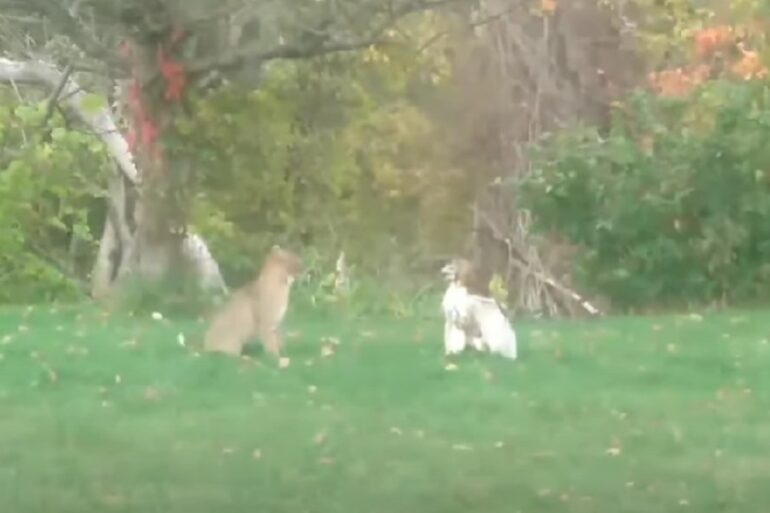 Bobcat Hawk
