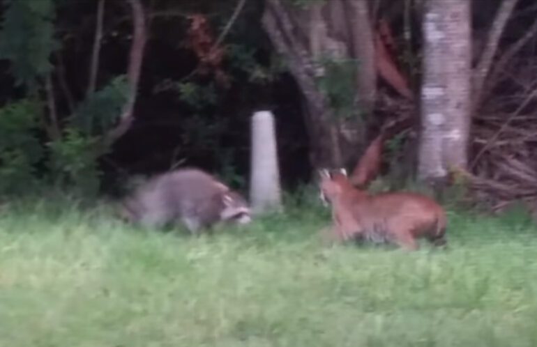 A couple of deer in a grassy field
