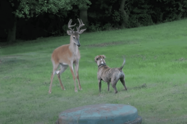 Pitbull vs deer