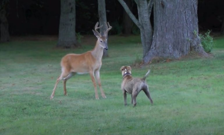 A couple of deer in a field