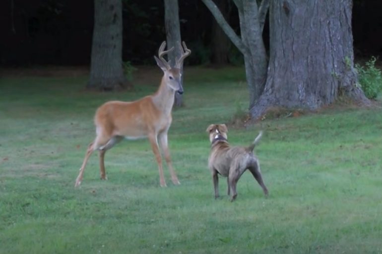 A couple of deer in a field
