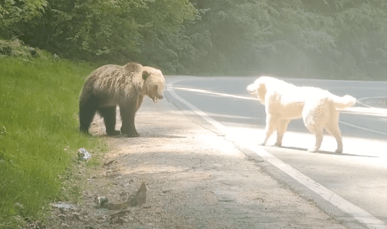 A bear and a bear walking on a road