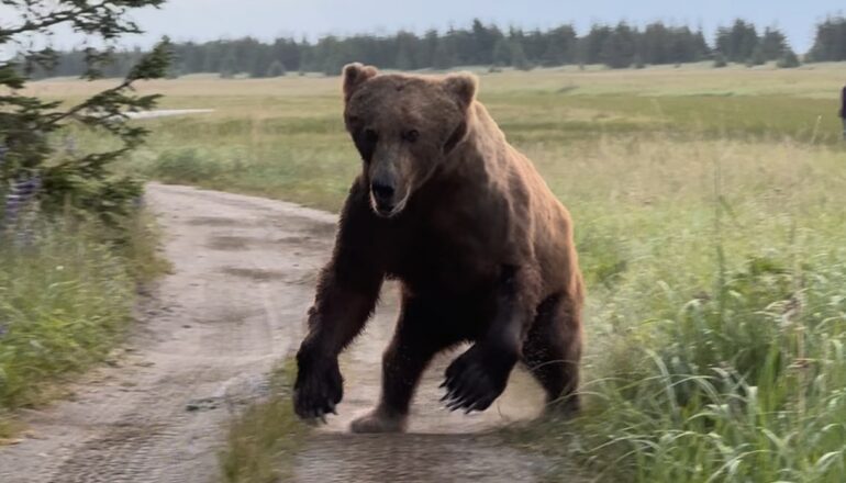 Bear charge