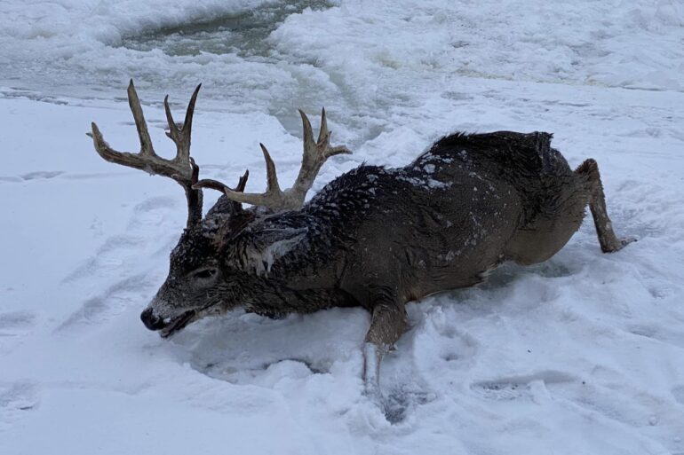 Buck